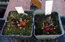 Load image into Gallery viewer, Sarracenia 'Saurus' x 'Adrian Slack' *Dormant Plants*