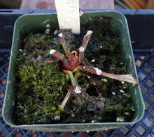 Load image into Gallery viewer, Sarracenia 'Tapestry' *Dormant Plants*