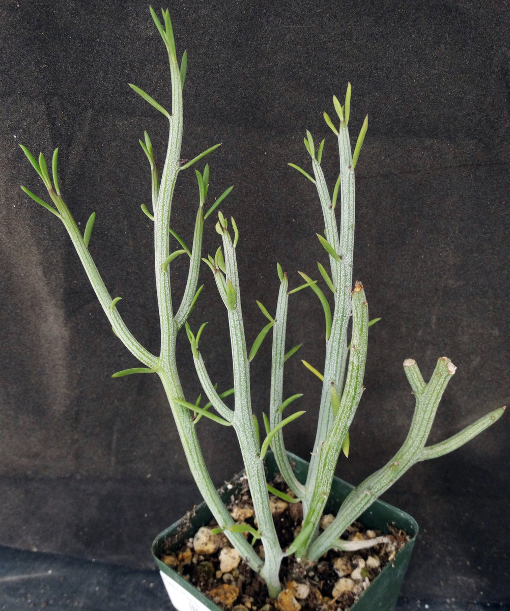 Senecio descoingsii – Kyle's Plants