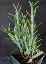 Load image into Gallery viewer, Senecio descoingsii
