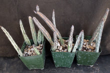 Load image into Gallery viewer, Senecio stapiliiformis cv. 'Kilimanjaro'