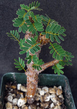 Load image into Gallery viewer, Senna meridionalis *Folding Leaves*