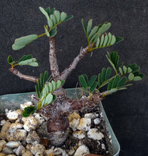 Load image into Gallery viewer, Senna meridionalis *Folding Leaves*