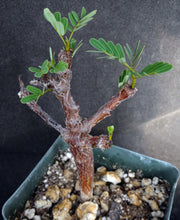 Load image into Gallery viewer, Senna meridionalis *Folding Leaves*