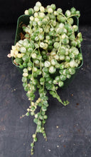 Load image into Gallery viewer, Senecio rowleyanus 'variegata' Variegated