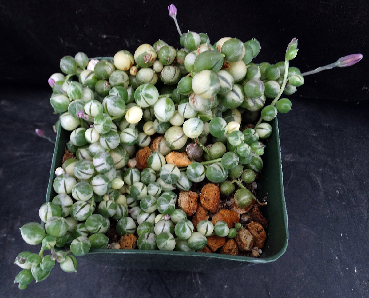 Senecio rowleyanus 'variegata' Variegated – Kyle's Plants