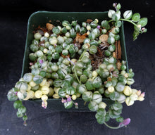 Load image into Gallery viewer, Senecio rowleyanus 'variegata' Variegated