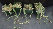 Load image into Gallery viewer, Senecio rowleyanus 'variegata' Variegated