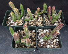 Load image into Gallery viewer, Stapelia leendertziae *Big Bell Shaped Flowers*