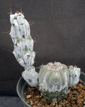 Load image into Gallery viewer, Stenocereus beneckei Spine Form