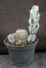Load image into Gallery viewer, Stenocereus beneckei Spine Form