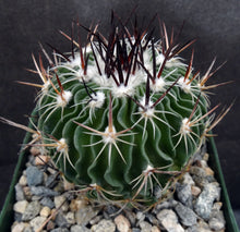 Load image into Gallery viewer, Stenocactus guerraianus