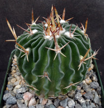 Load image into Gallery viewer, Stenocactus guerraianus