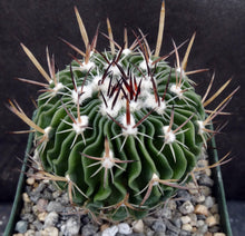Load image into Gallery viewer, Stenocactus guerraianus