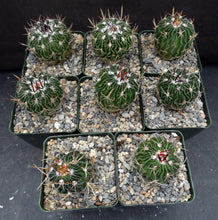 Load image into Gallery viewer, Stenocactus guerraianus