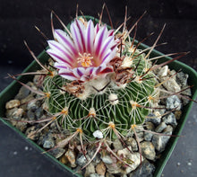 Load image into Gallery viewer, Stenocactus multicostatus