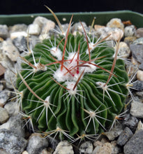 Load image into Gallery viewer, Stenocactus multicostatus