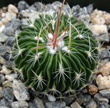 Load image into Gallery viewer, Stenocactus multicostatus