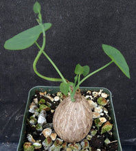 Load image into Gallery viewer, Stephania suberosa *Seed Grown! Ethically Produced!*