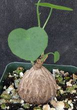 Load image into Gallery viewer, Stephania suberosa *Seed Grown! Ethically Produced!*