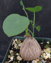 Load image into Gallery viewer, Stephania suberosa *Seed Grown! Ethically Produced!*