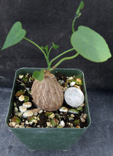 Load image into Gallery viewer, Stephania suberosa *Seed Grown! Ethically Produced!*
