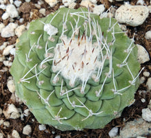 Load image into Gallery viewer, Strombocactus disciformis