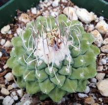 Load image into Gallery viewer, Strombocactus disciformis