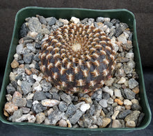 Load image into Gallery viewer, Sulcorebutia arenacea