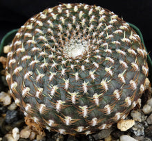 Load image into Gallery viewer, Sulcorebutia arenacea