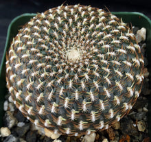 Load image into Gallery viewer, Sulcorebutia arenacea