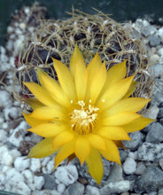 Load image into Gallery viewer, Sulcorebutia candiae "Purple cactus w/ curly spines*