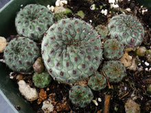 Load image into Gallery viewer, Sulcorebutia rauschii Green Form