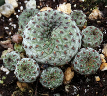 Load image into Gallery viewer, Sulcorebutia rauschii Green Form