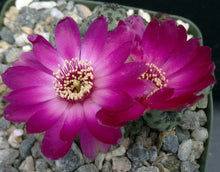 Load image into Gallery viewer, Sulcorebutia rauschii f. violacea