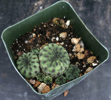 Load image into Gallery viewer, Sulcorebutia rauschii Green Form