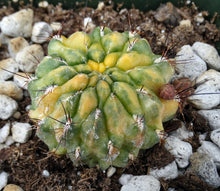Load image into Gallery viewer, Sulcorebutia cf. lepida variegata Variegated