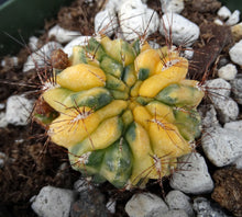 Load image into Gallery viewer, Sulcorebutia cf. lepida variegata Variegated