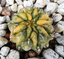 Load image into Gallery viewer, Sulcorebutia cf. lepida variegata Variegated