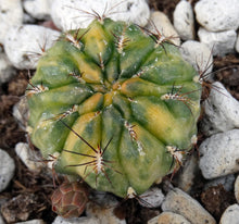 Load image into Gallery viewer, Sulcorebutia cf. lepida variegata Variegated