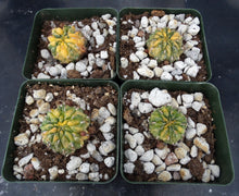 Load image into Gallery viewer, Sulcorebutia cf. lepida variegata Variegated