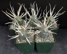 Load image into Gallery viewer, Tephrocactus articulatus v. papyracanthus