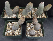 Load image into Gallery viewer, Tephrocactus articulatus v. inermis