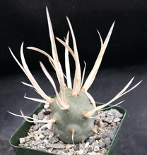 Load image into Gallery viewer, Tephrocactus articulatus v. papyracanthus