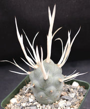 Load image into Gallery viewer, Tephrocactus articulatus v. papyracanthus