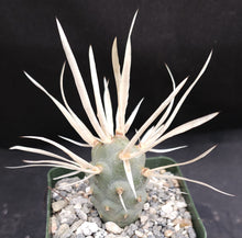 Load image into Gallery viewer, Tephrocactus articulatus v. papyracanthus