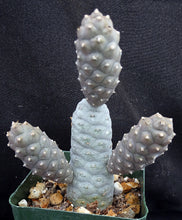 Load image into Gallery viewer, Tephrocactus articulatus v. inermis