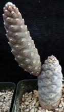 Load image into Gallery viewer, Tephrocactus articulatus v. inermis