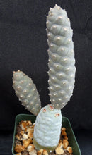 Load image into Gallery viewer, Tephrocactus articulatus v. inermis