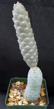 Load image into Gallery viewer, Tephrocactus articulatus v. inermis